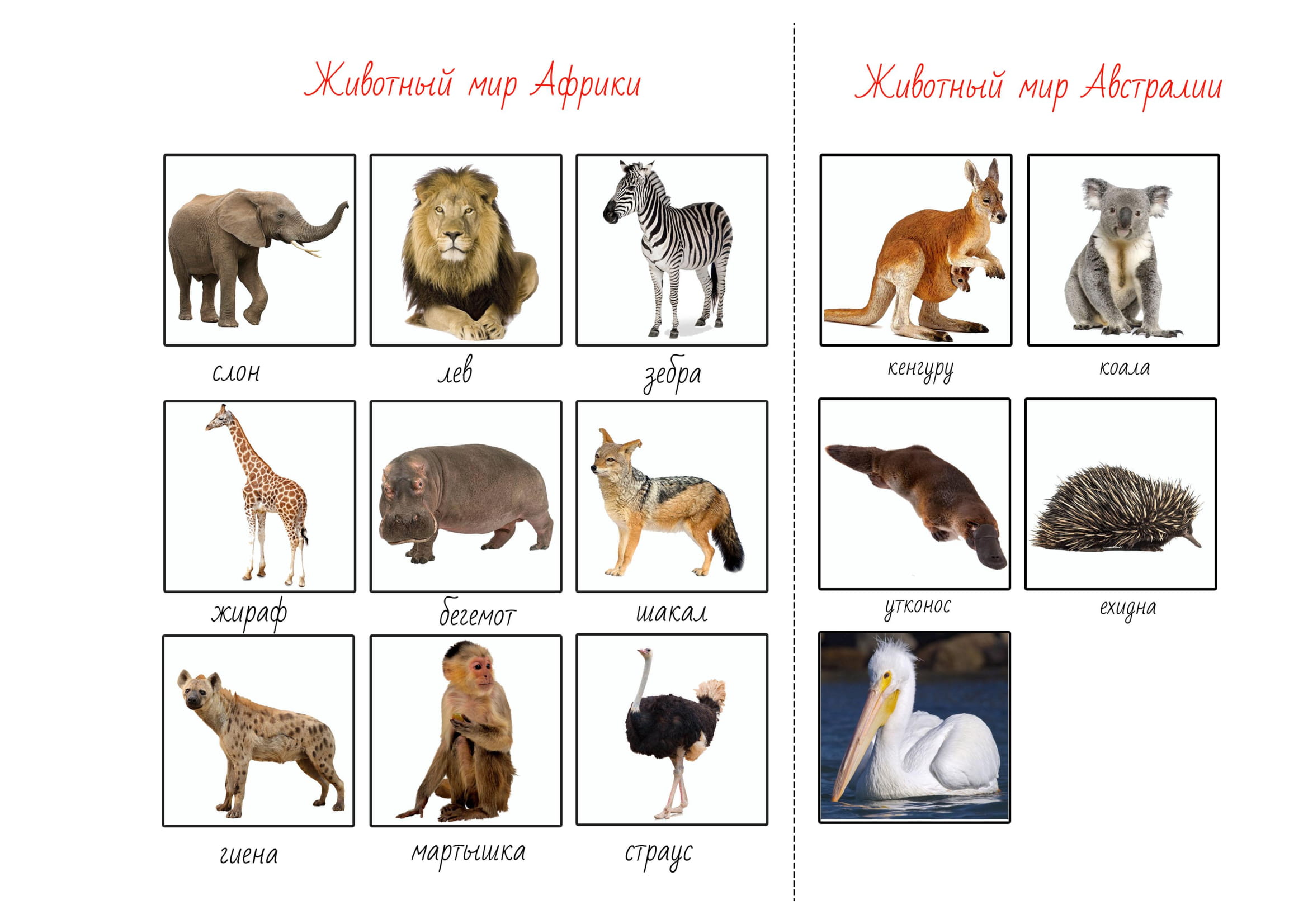 Животные Африки Фото С Названиями И Описанием